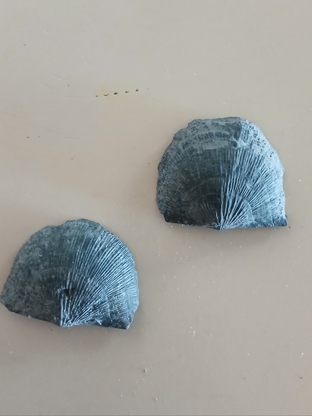 Fossil Collection - Picture 15 of 16